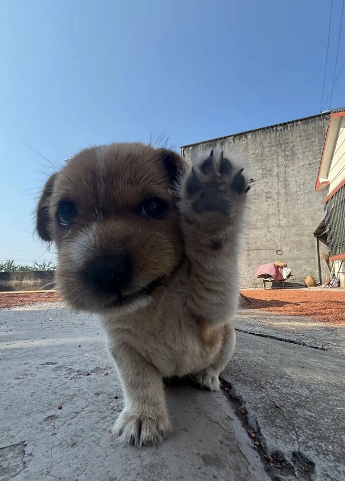 There Are Never Enough Photos Of Silly Animals So Here Are 83 Of Them