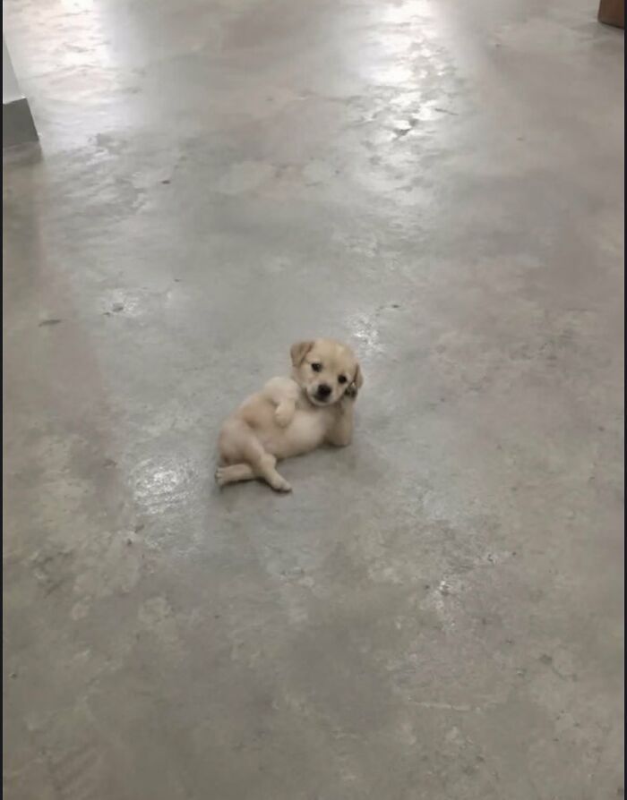 There Are Never Enough Photos Of Silly Animals So Here Are 83 Of Them