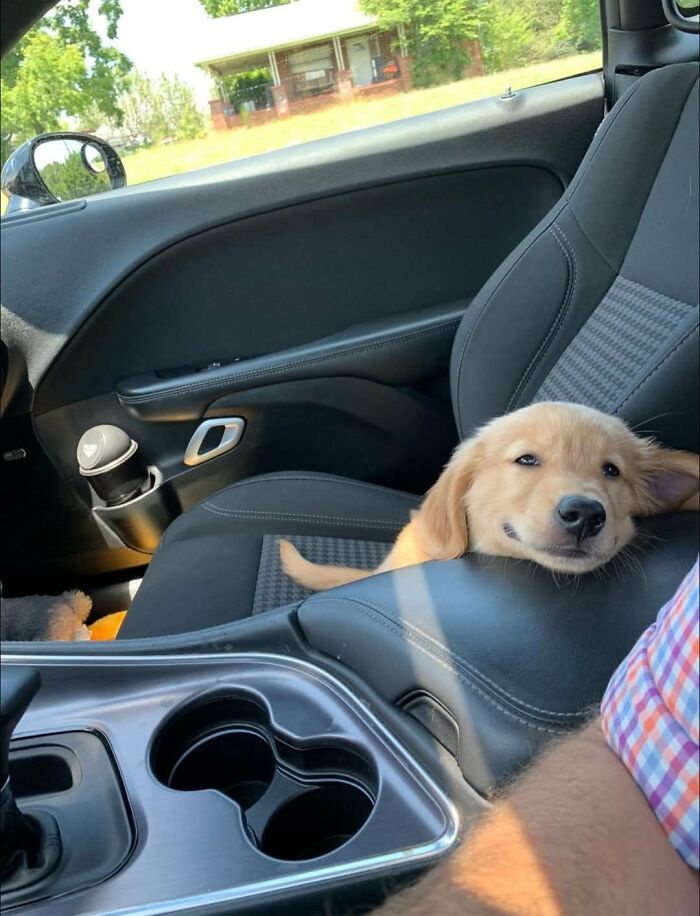 There Are Never Enough Photos Of Silly Animals So Here Are 83 Of Them
