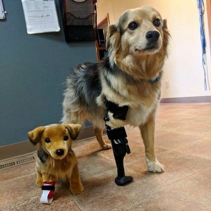 There Are Never Enough Photos Of Silly Animals So Here Are 83 Of Them