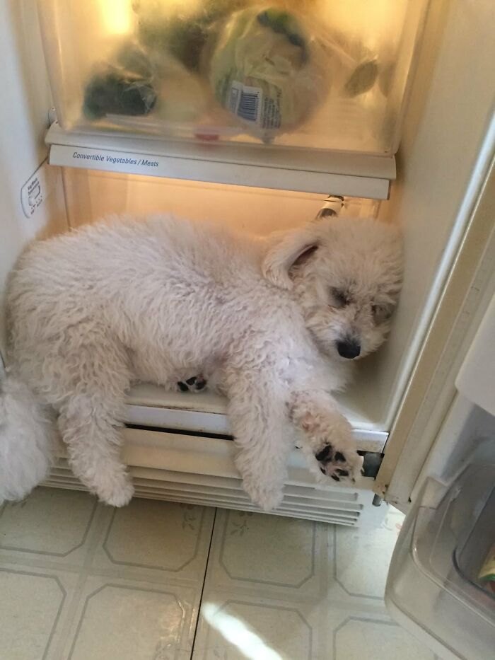 There Are Never Enough Photos Of Silly Animals So Here Are 83 Of Them
