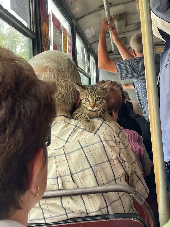 There Are Never Enough Photos Of Silly Animals So Here Are 83 Of Them