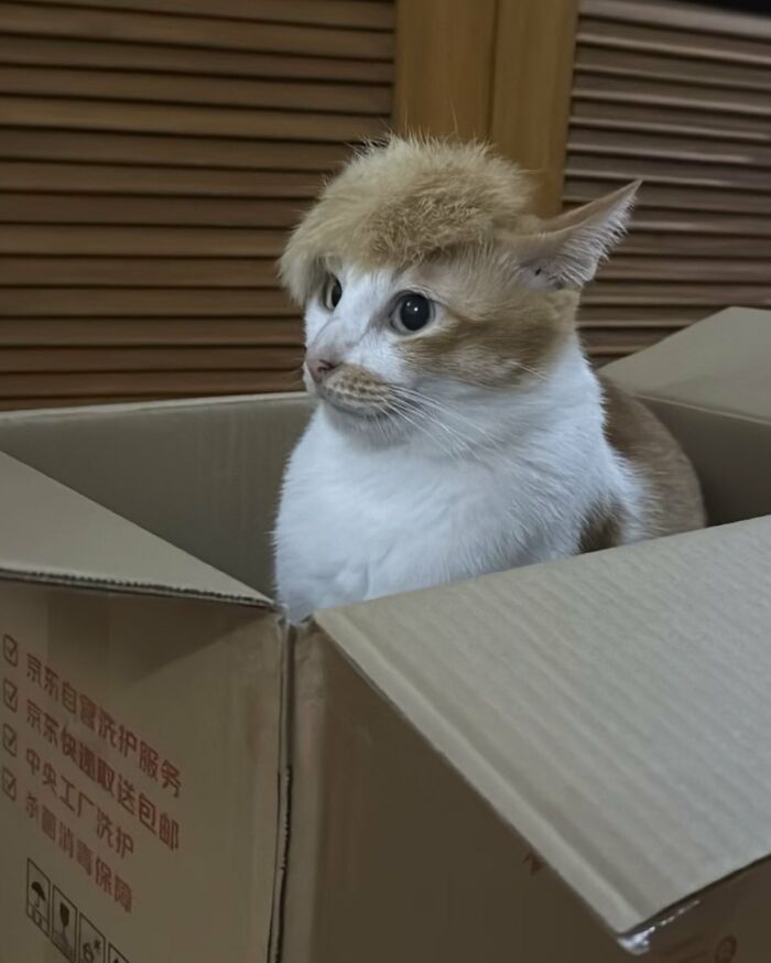 There Are Never Enough Photos Of Silly Animals So Here Are 83 Of Them