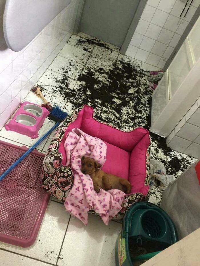 There Are Never Enough Photos Of Silly Animals So Here Are 83 Of Them