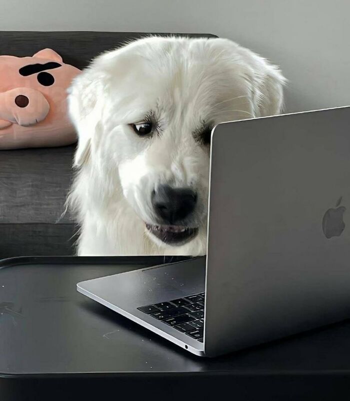 There Are Never Enough Photos Of Silly Animals So Here Are 83 Of Them