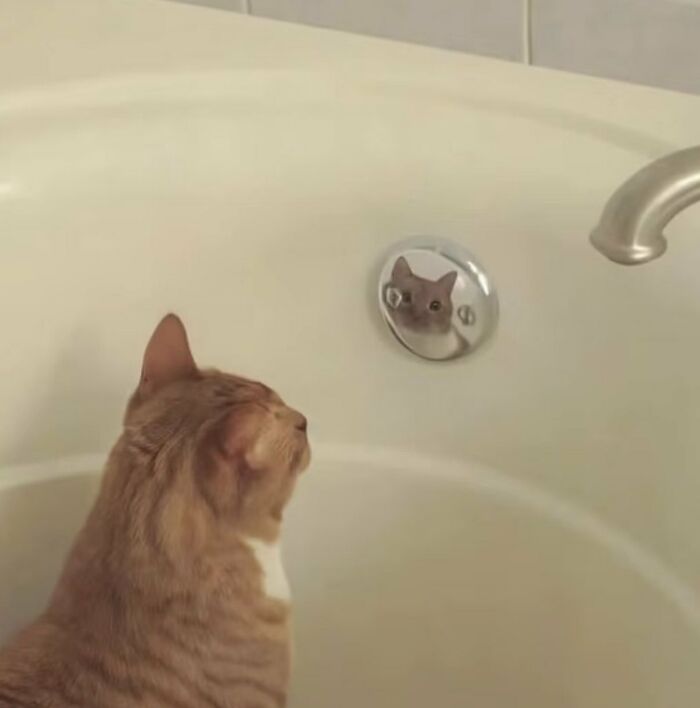 There Are Never Enough Photos Of Silly Animals So Here Are 83 Of Them
