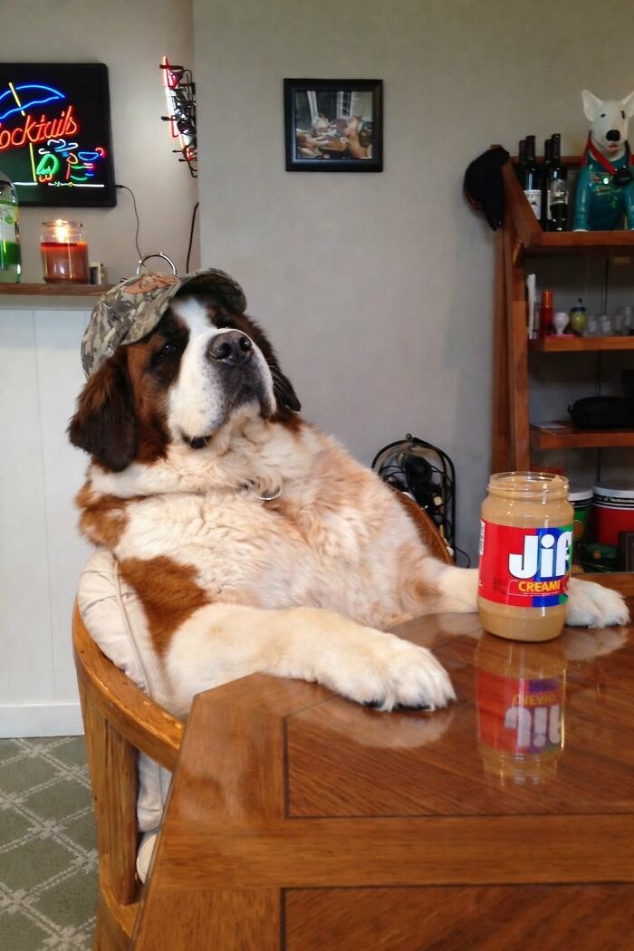 There Are Never Enough Photos Of Silly Animals So Here Are 83 Of Them