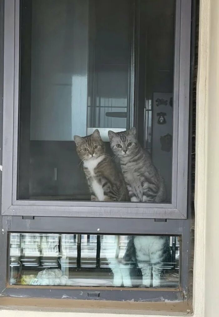 There Are Never Enough Photos Of Silly Animals So Here Are 83 Of Them