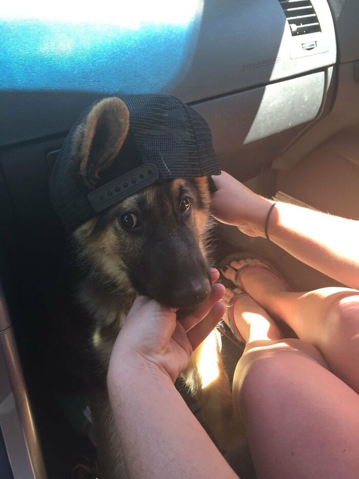 There Are Never Enough Photos Of Silly Animals So Here Are 83 Of Them