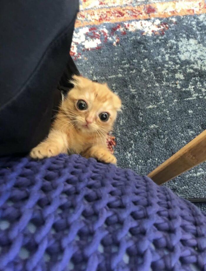 There Are Never Enough Photos Of Silly Animals So Here Are 83 Of Them