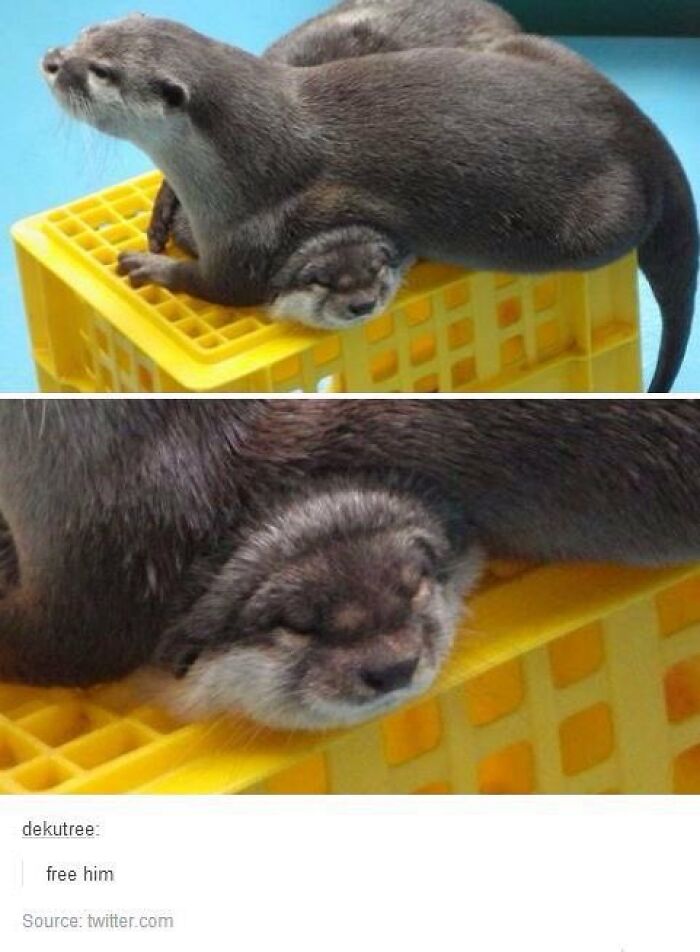 There Are Never Enough Photos Of Silly Animals So Here Are 83 Of Them
