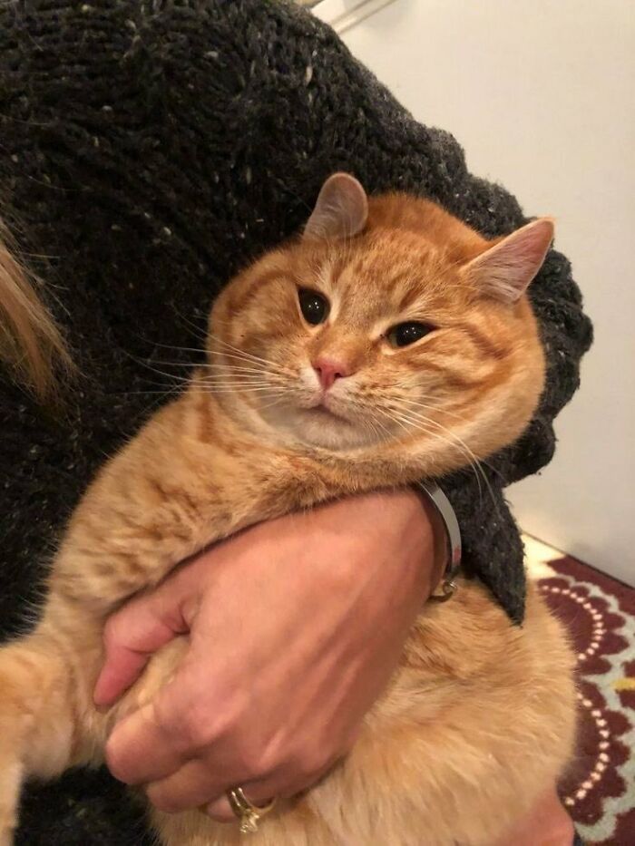 There Are Never Enough Photos Of Silly Animals So Here Are 83 Of Them