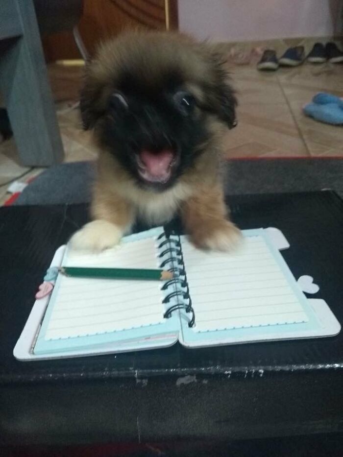 There Are Never Enough Photos Of Silly Animals So Here Are 83 Of Them