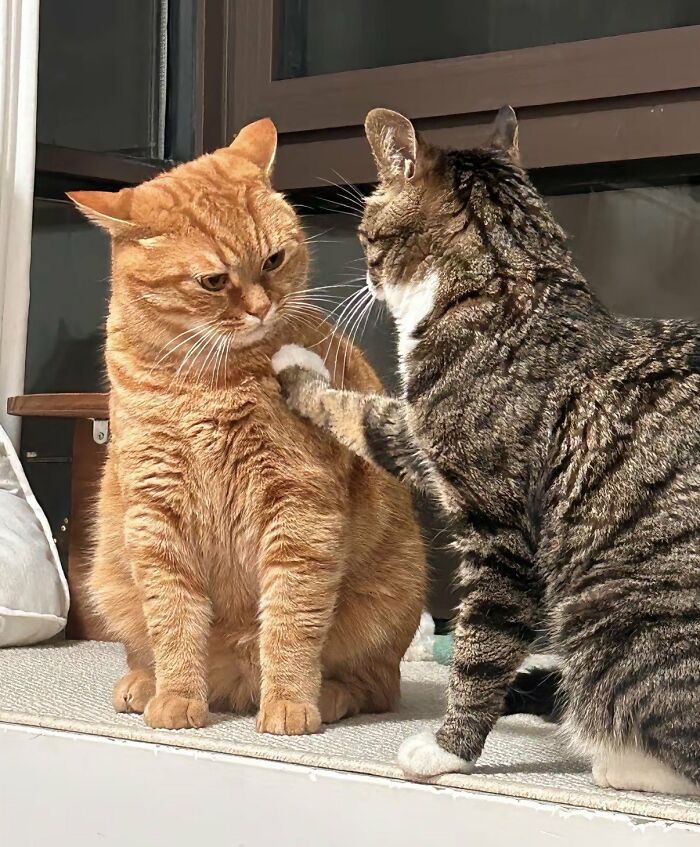 There Are Never Enough Photos Of Silly Animals So Here Are 83 Of Them