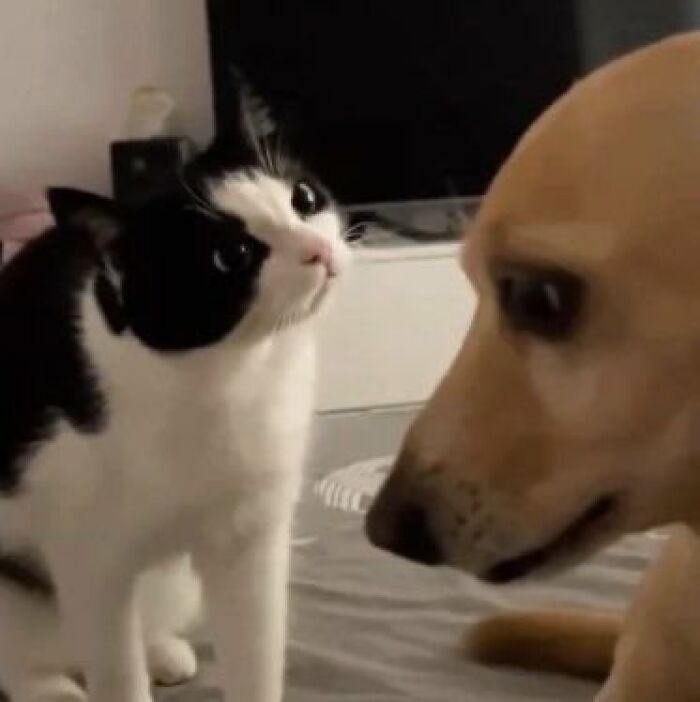 There Are Never Enough Photos Of Silly Animals So Here Are 83 Of Them