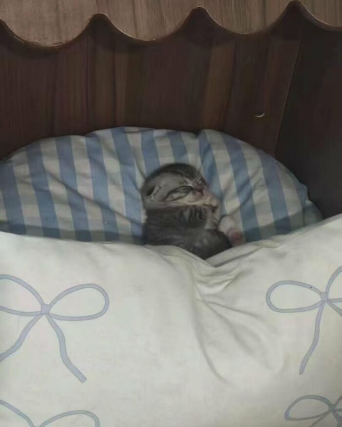 There Are Never Enough Photos Of Silly Animals So Here Are 83 Of Them