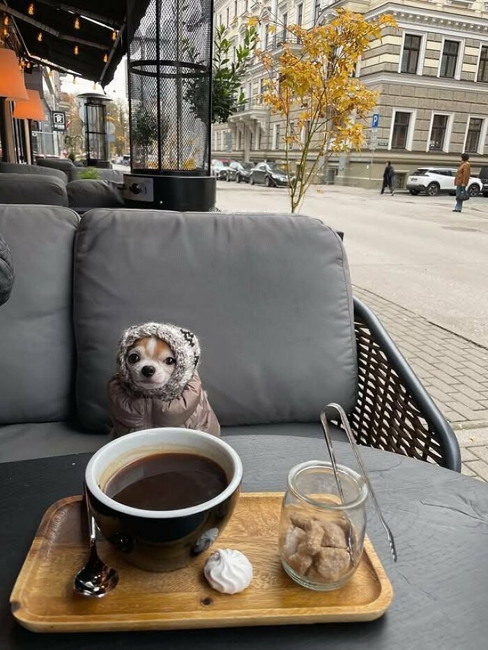 There Are Never Enough Photos Of Silly Animals So Here Are 83 Of Them