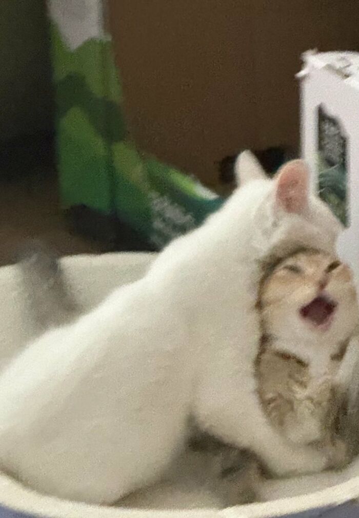 There Are Never Enough Photos Of Silly Animals So Here Are 83 Of Them