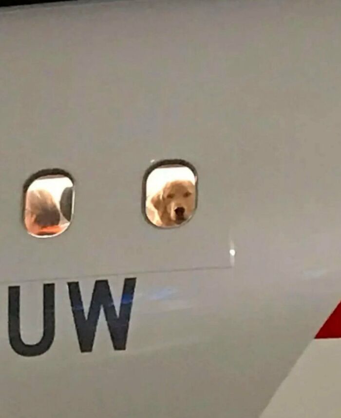 There Are Never Enough Photos Of Silly Animals So Here Are 83 Of Them