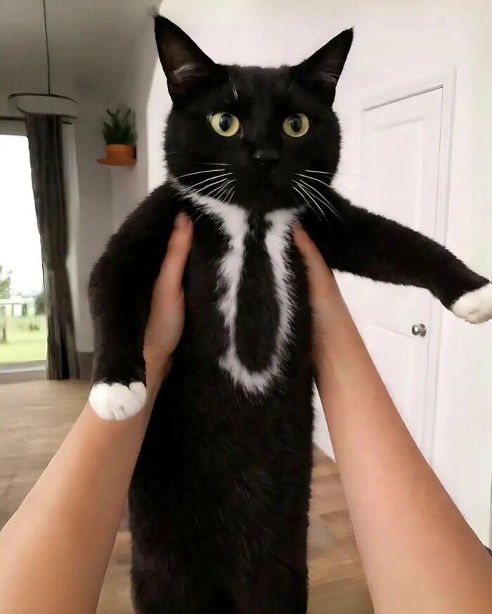 There Are Never Enough Photos Of Silly Animals So Here Are 83 Of Them