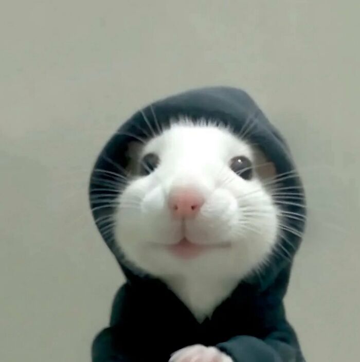 There Are Never Enough Photos Of Silly Animals So Here Are 83 Of Them
