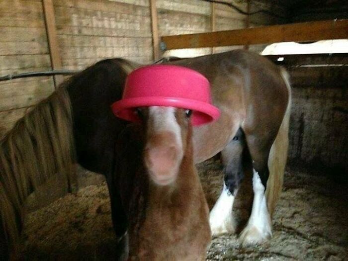 There Are Never Enough Photos Of Silly Animals So Here Are 83 Of Them