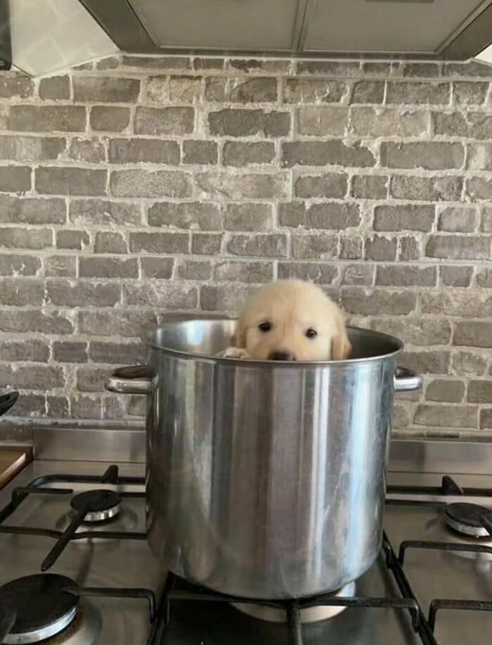 There Are Never Enough Photos Of Silly Animals So Here Are 83 Of Them