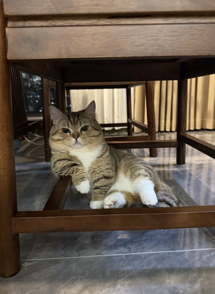 There Are Never Enough Photos Of Silly Animals So Here Are 83 Of Them