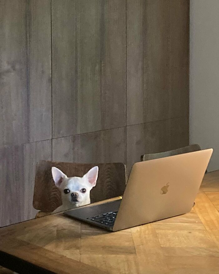 There Are Never Enough Photos Of Silly Animals So Here Are 83 Of Them