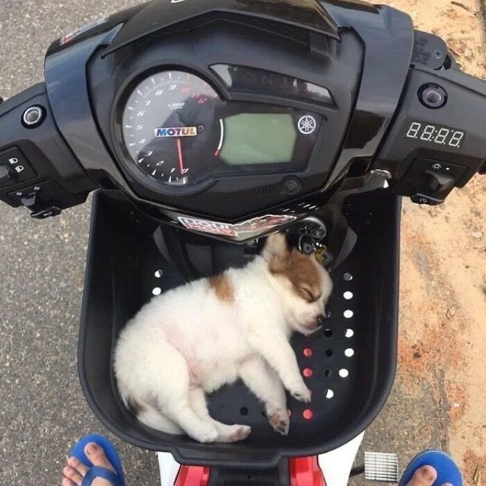 There Are Never Enough Photos Of Silly Animals So Here Are 83 Of Them