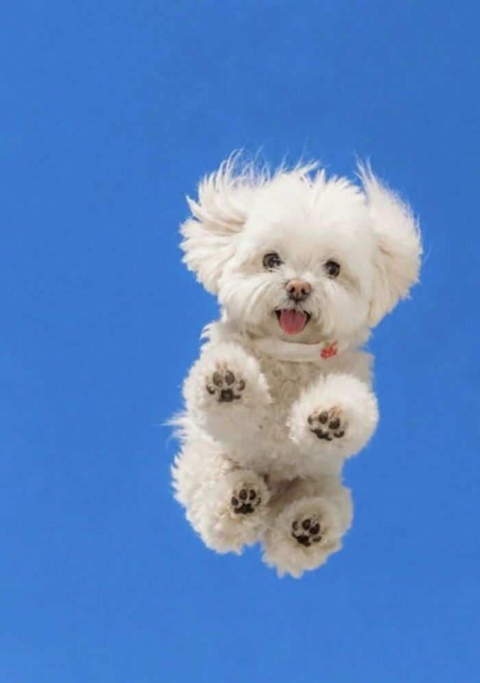 There Are Never Enough Photos Of Silly Animals So Here Are 83 Of Them