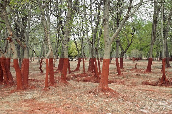 86 Real Photos That Make Your Brain Question If They Were Edited