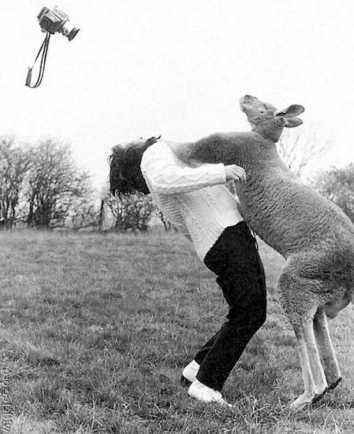 29 Vintage Photos That Show Animals Have Always Stolen The Spotlight, As Shared By This Page 29 Vintage Photos That Show Animals Have Always Stolen The Spotlight, As Shared By This Page
