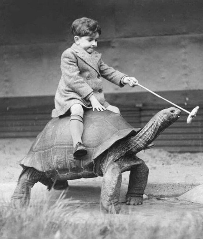 29 Vintage Photos That Show Animals Have Always Stolen The Spotlight, As Shared By This Page 29 Vintage Photos That Show Animals Have Always Stolen The Spotlight, As Shared By This Page