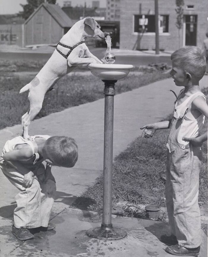29 Vintage Photos That Show Animals Have Always Stolen The Spotlight, As Shared By This Page 29 Vintage Photos That Show Animals Have Always Stolen The Spotlight, As Shared By This Page