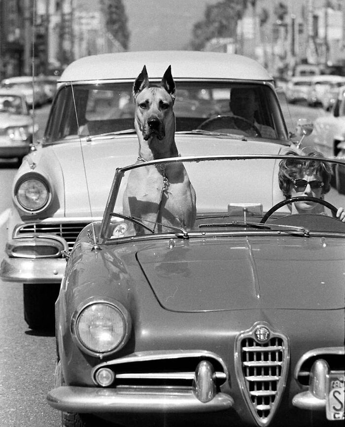 29 Vintage Photos That Show Animals Have Always Stolen The Spotlight, As Shared By This Page 29 Vintage Photos That Show Animals Have Always Stolen The Spotlight, As Shared By This Page