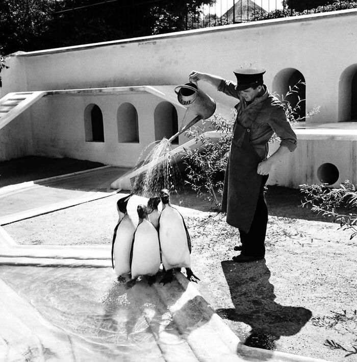 29 Vintage Photos That Show Animals Have Always Stolen The Spotlight, As Shared By This Page 29 Vintage Photos That Show Animals Have Always Stolen The Spotlight, As Shared By This Page