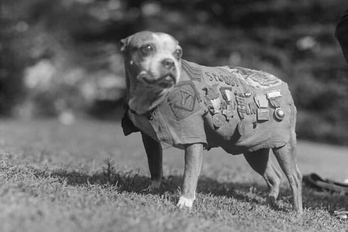 29 Vintage Photos That Show Animals Have Always Stolen The Spotlight, As Shared By This Page 29 Vintage Photos That Show Animals Have Always Stolen The Spotlight, As Shared By This Page
