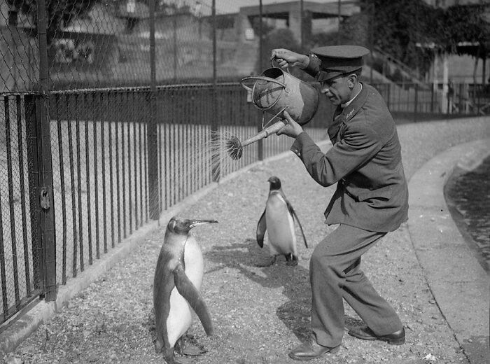 29 Vintage Photos That Show Animals Have Always Stolen The Spotlight, As Shared By This Page 29 Vintage Photos That Show Animals Have Always Stolen The Spotlight, As Shared By This Page