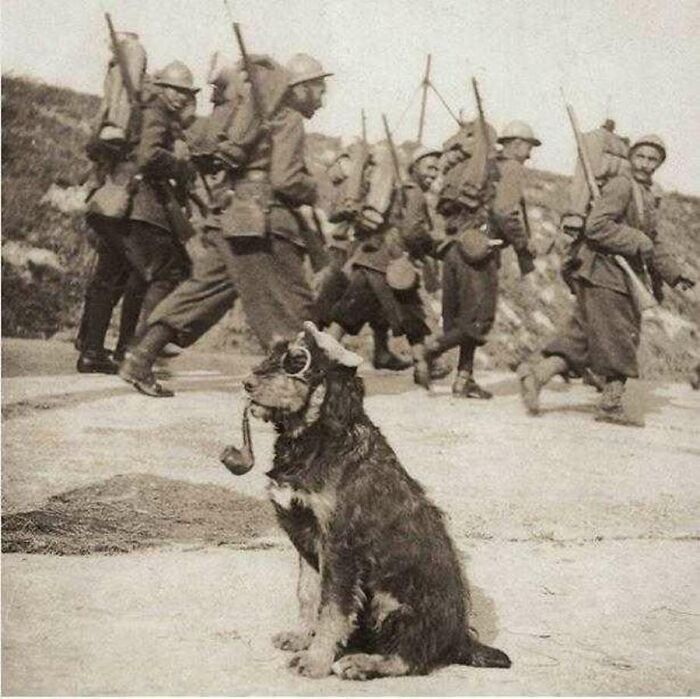 29 Vintage Photos That Show Animals Have Always Stolen The Spotlight, As Shared By This Page 29 Vintage Photos That Show Animals Have Always Stolen The Spotlight, As Shared By This Page