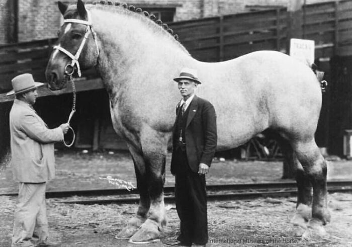 29 Vintage Photos That Show Animals Have Always Stolen The Spotlight, As Shared By This Page 29 Vintage Photos That Show Animals Have Always Stolen The Spotlight, As Shared By This Page