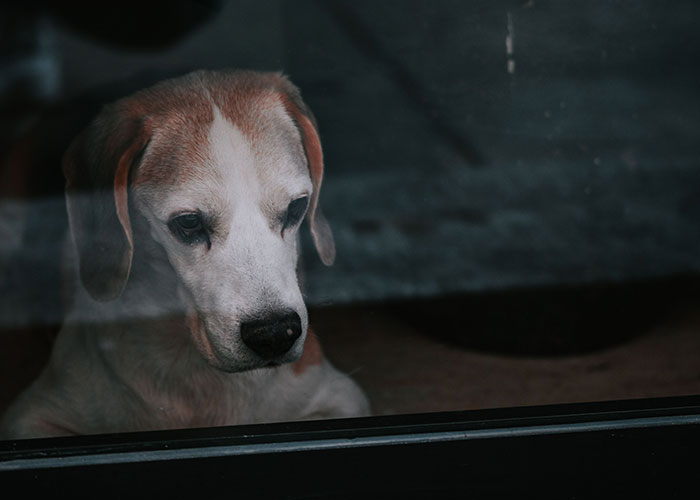 Neighbor Asks Couple To Watch Her Dog &ldquo;For A Few Days,&rdquo; Disappears When They Try To Return Him