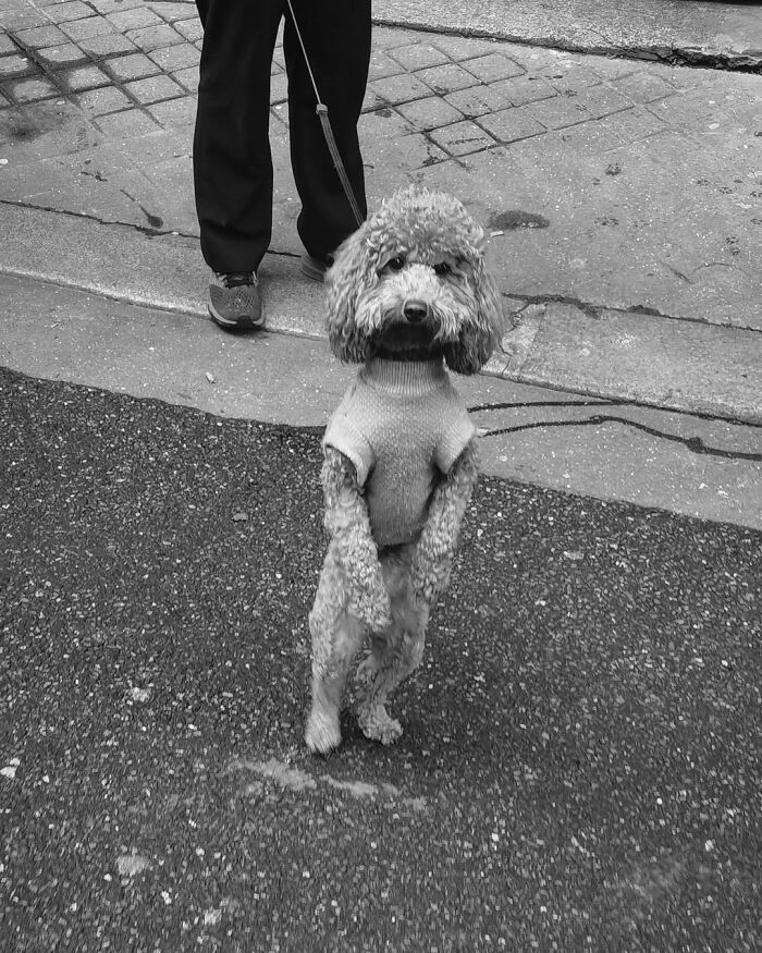 39 Perfectly Timed Street Photos By Gaspard Claude That Reveal Unseen Side Of Paris