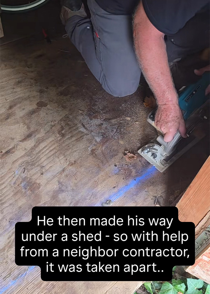 X-Ray Reveals Massive Python’s Last Meal After It Was Found Lurking Under New Jersey Family’s Shed