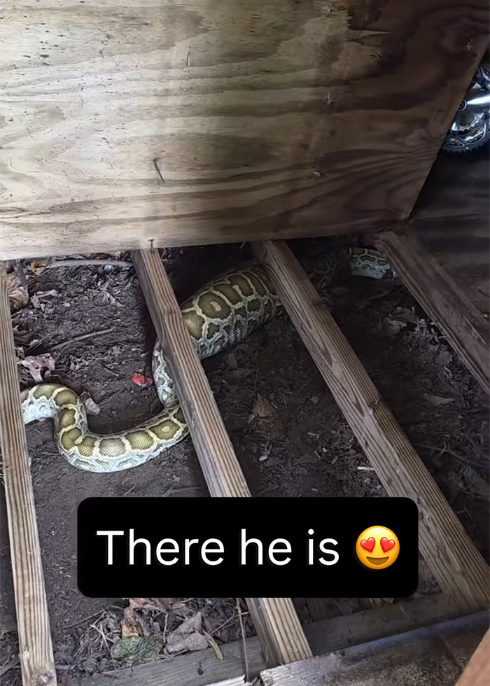 X-Ray Reveals Massive Python’s Last Meal After It Was Found Lurking Under New Jersey Family’s Shed