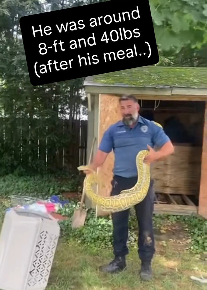 X-Ray Reveals Massive Python’s Last Meal After It Was Found Lurking Under New Jersey Family’s Shed