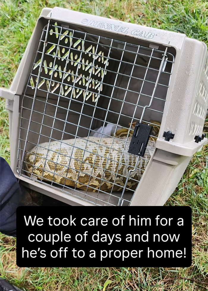 X-Ray Reveals Massive Python’s Last Meal After It Was Found Lurking Under New Jersey Family’s Shed