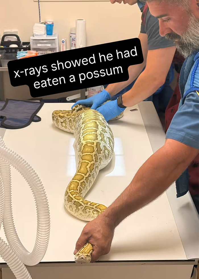 X-Ray Reveals Massive Python’s Last Meal After It Was Found Lurking Under New Jersey Family’s Shed