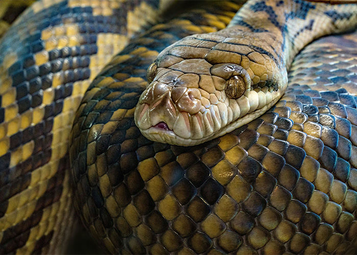 X-Ray Reveals Massive Python’s Last Meal After It Was Found Lurking Under New Jersey Family’s Shed
