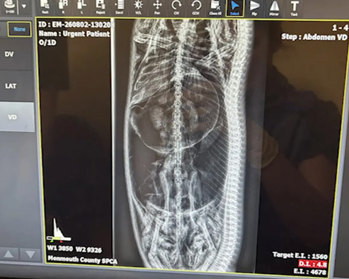 X-Ray Reveals Massive Python’s Last Meal After It Was Found Lurking Under New Jersey Family’s Shed